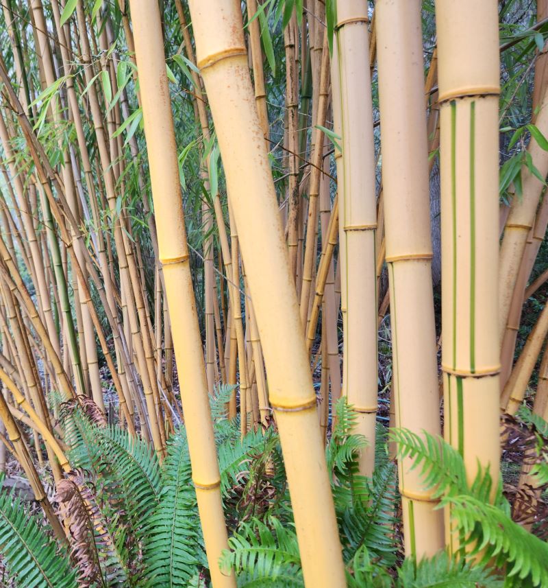 vivax aureocaulis with random green stripes
